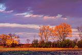 Autumn Trees At Sunrise_29935